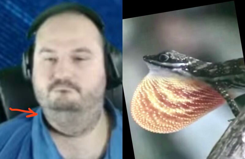 File:Shanes Dewlap.jpeg