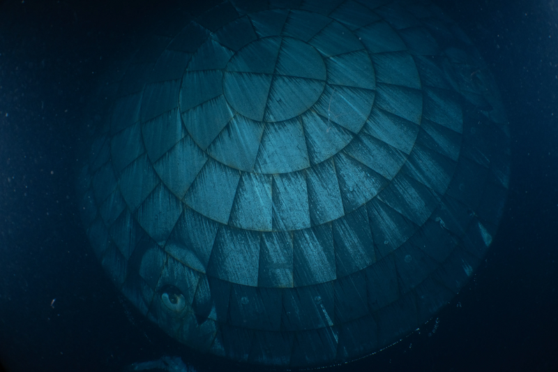 File:Heatshield artemis2.webp